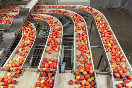 Apples being moved on a conveyor belt